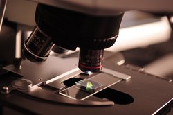 Scientific material is placed under a microscope for analysis
